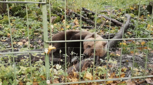 the bear lies inside a cage, in its habitat