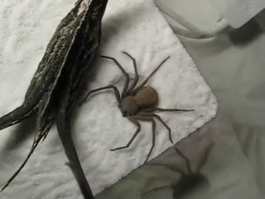 a black and blue spider crawling over white towel