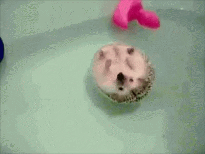 the animal is in a bathroom with a little ball