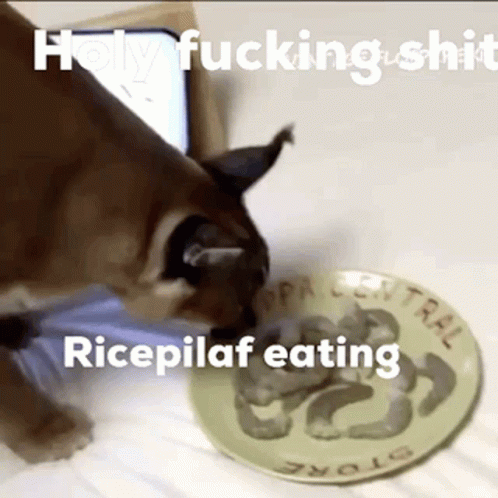 a cat is looking at a plate with a caption that says,'happily ing  '