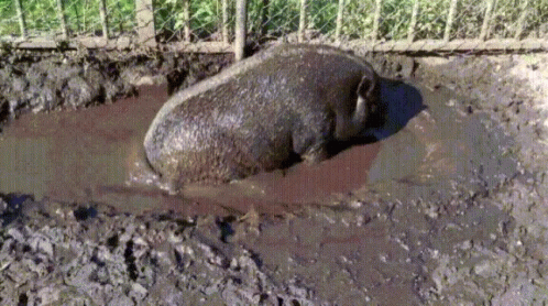 a dirty animal is lying down in some mud