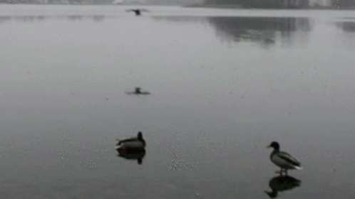 three ducks stand in shallow water on a foggy day