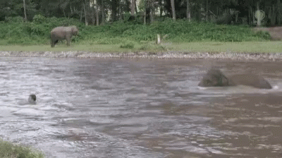 a couple of elephants are by the water