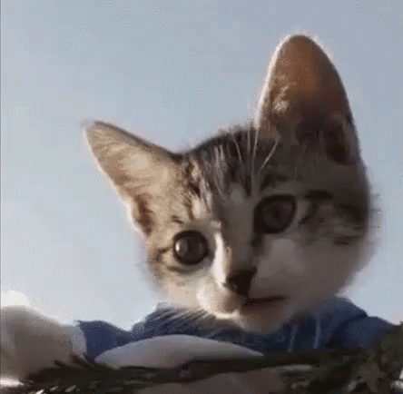 a kitten peeking through the middle of its head