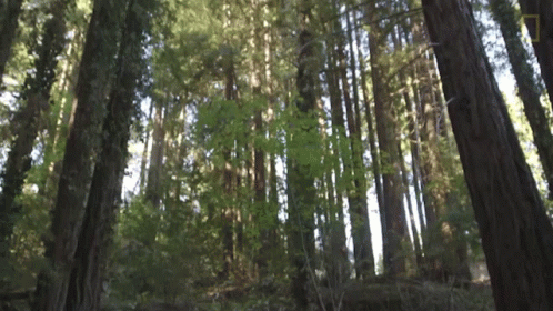 a blurry picture of some trees in a forest