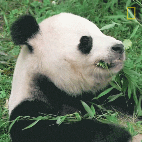 the panda is eating bamboo on the ground