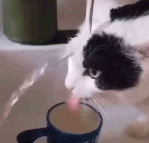 a black and white cat drinks out of a cup