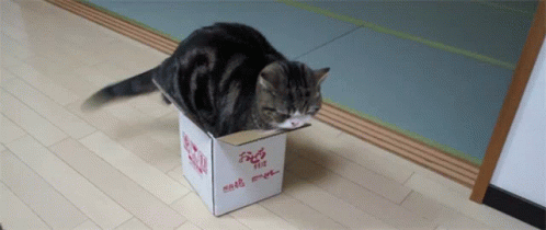 a cat that is sitting on top of a cardboard box