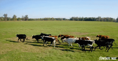 a group of cows walking in a green field