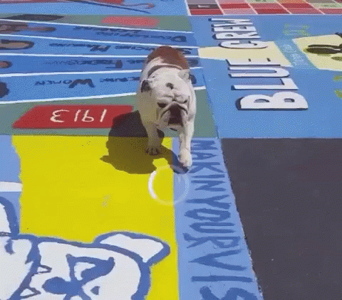 a dog standing in a colorful tile swimming pool