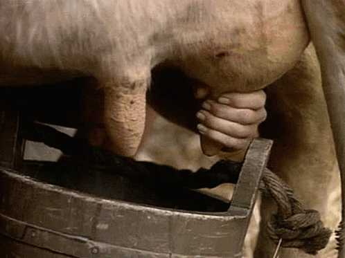 a cow with a hand on it's nose near a barrel