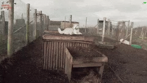an image of a dog on the top of a fence