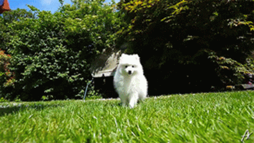 a small white dog standing on a lush green field