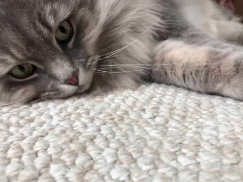 a gray cat lying on a white carpet with her eyes closed