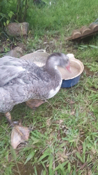a duck sitting in the grass near a dish