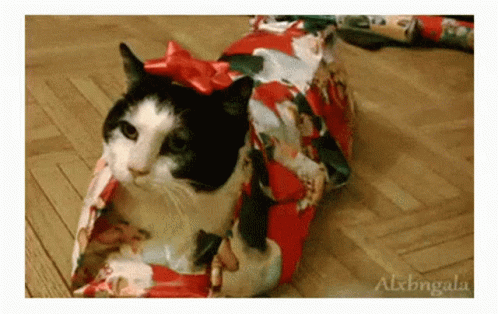 cat with blue bow in shopping bag that's wrapped in a blue and white patterned ribbon