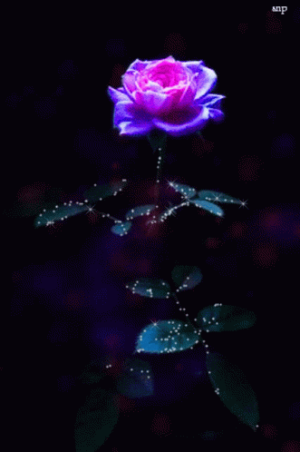 a single pink rose on dark with droplets of dew