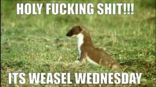 a ferret on the grass saying, holy ing  it's weasel wednesday
