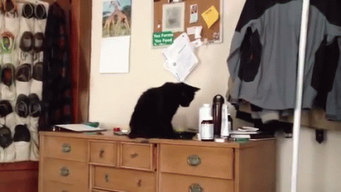 a black cat is sitting on top of the dresser