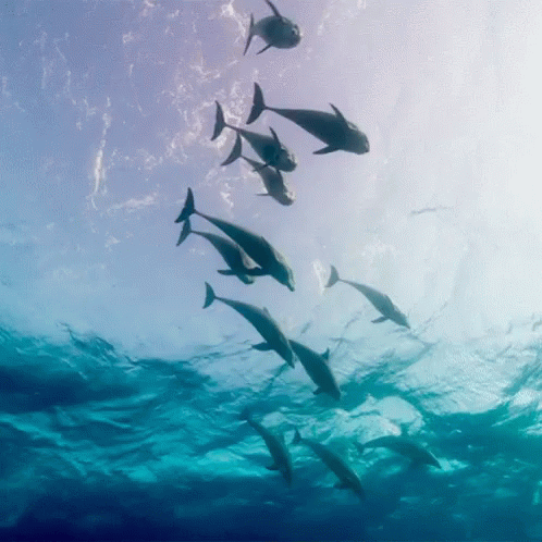 large group of fish swimming over ocean water