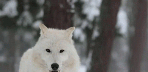 white wolf standing in the snow with a very dark eye