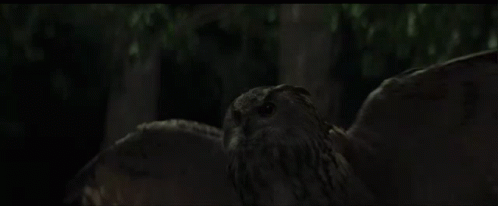 a close up of an owl sitting on a stump
