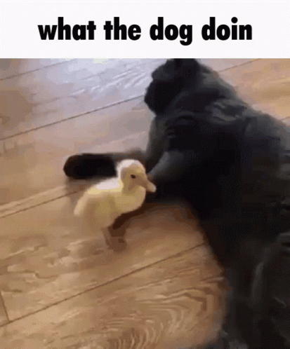 a dog with a toy duck in it's mouth