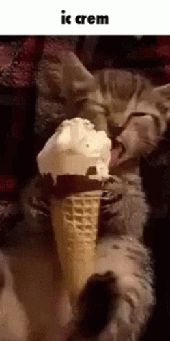a cat laying behind a ice cream cone with another cat nearby