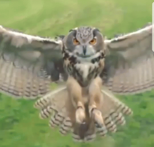 an image of a small owl with its wings open