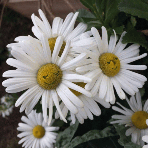 four flowers with white centers and blue centers