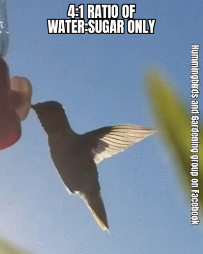a hummingbird hovering next to a drink bottle