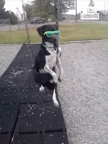 dog wearing sunglasses sitting on the playground swing