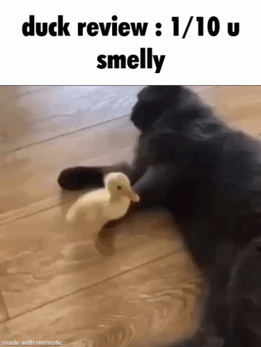 a dog playing with a stuffed animal on the floor