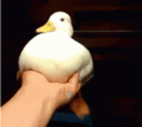 white duck is sitting on blue hand in a dark room