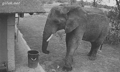 an elephant is standing next to a building and a bucket