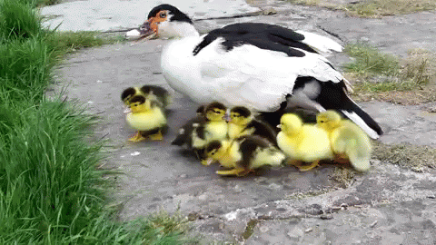 a white and black bird with six small baby birds