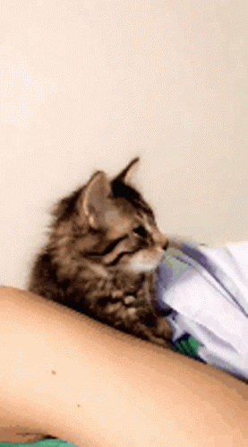 a small grey kitten asleep on a blue pillow