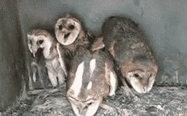 a group of owls sitting inside a house