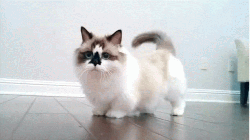 a white and grey cat walking across a tiled floor
