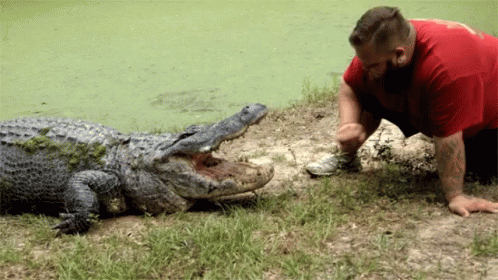 a man in a purple shirt feeding a baby alligator