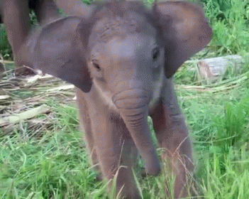 a small elephant is walking through the grass