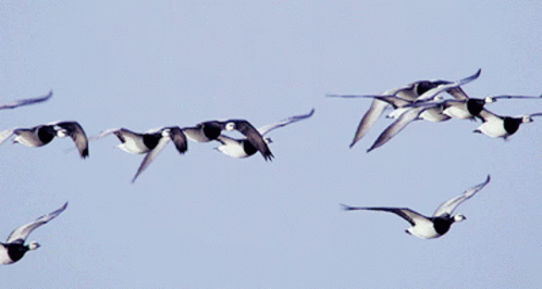a group of birds flying high in the sky