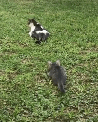 the two cats are playing with each other on the grass