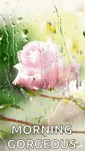 looking out of the window at a purple rose in the rain