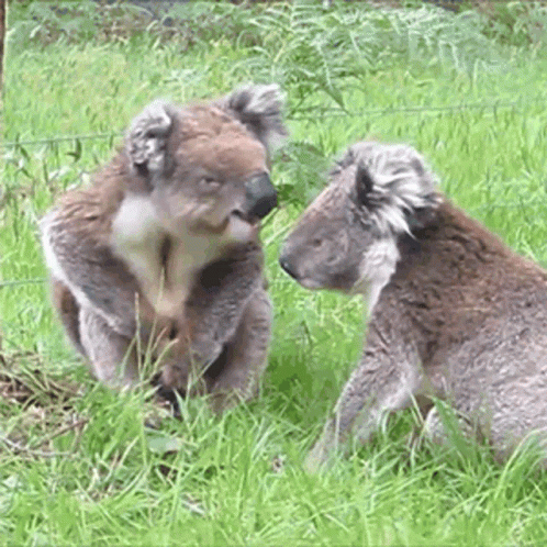 two grey koalas sitting in a grassy area next to a wire fence