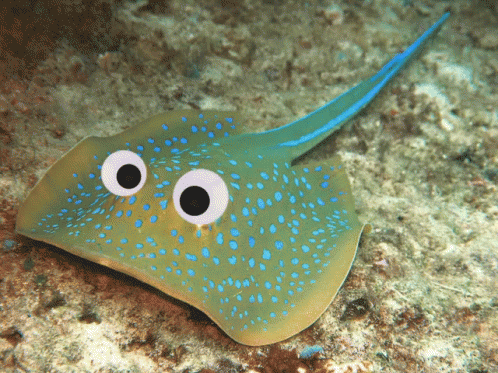 a green and yellow fish has googly eyes