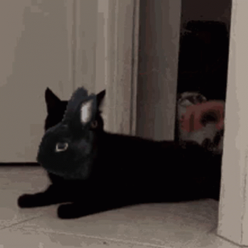 a black cat laying on the floor near the open door