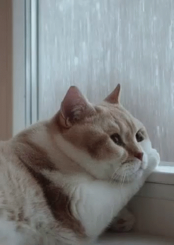 a cat sitting by a window and looking outside