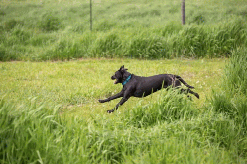 a dog that is running around in some grass