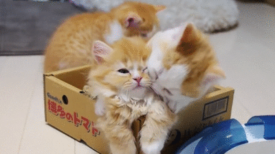 two cat are sitting in a small box